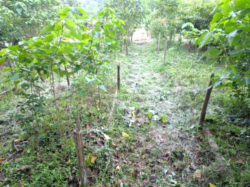 H:\Field visit photos\Chandapara\WhatsApp Image 2021-11-01 at 1.52.45 AM.jpeg